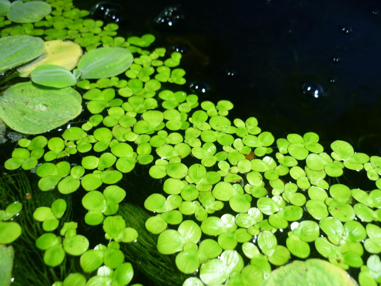 Ряска горбатая