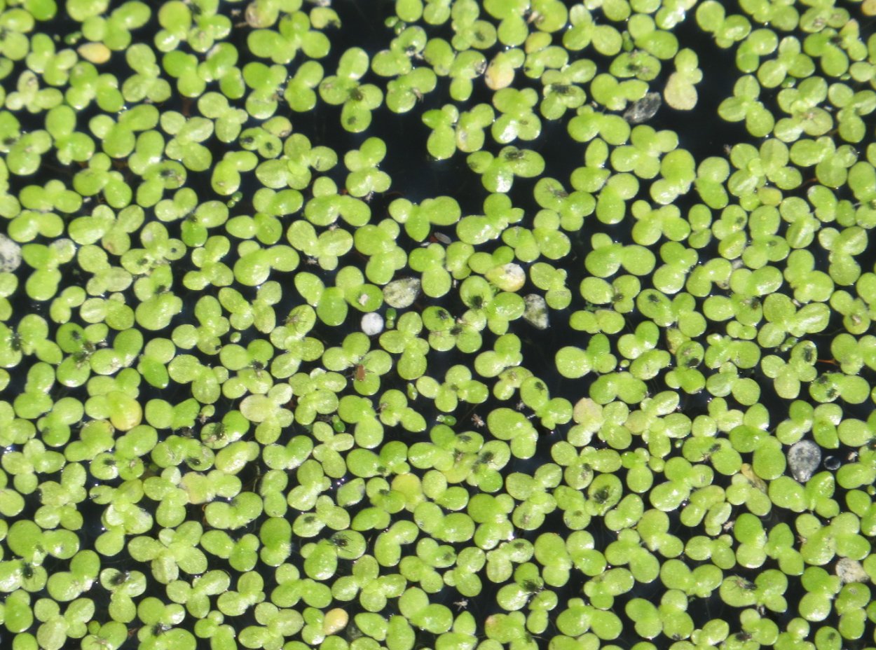 Сальвиния Минима