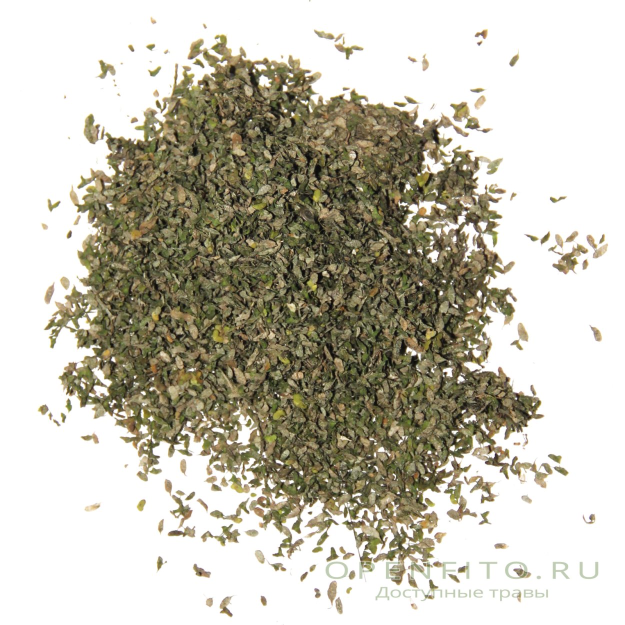 Вольфия бескорешковая