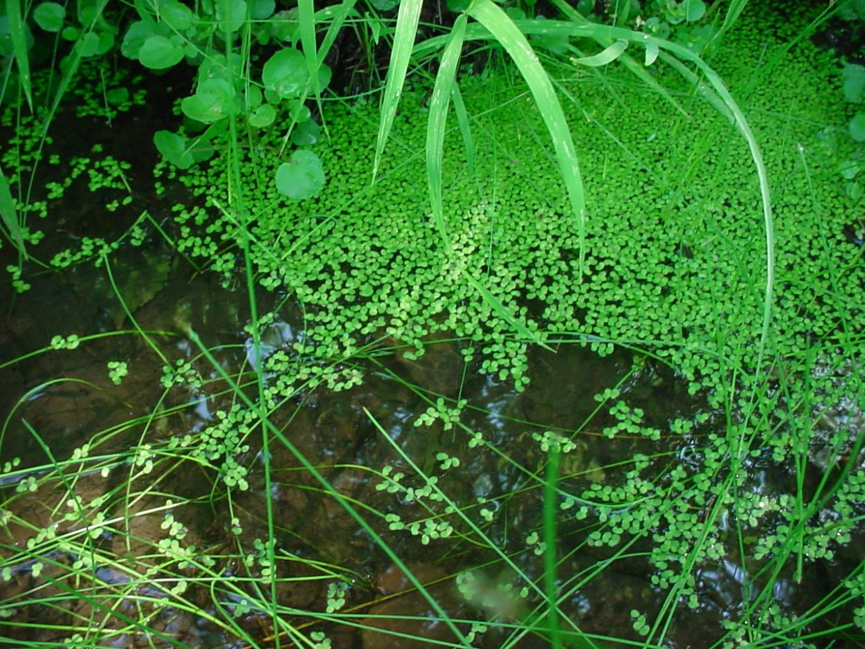 Вольфия самый маленький цветок