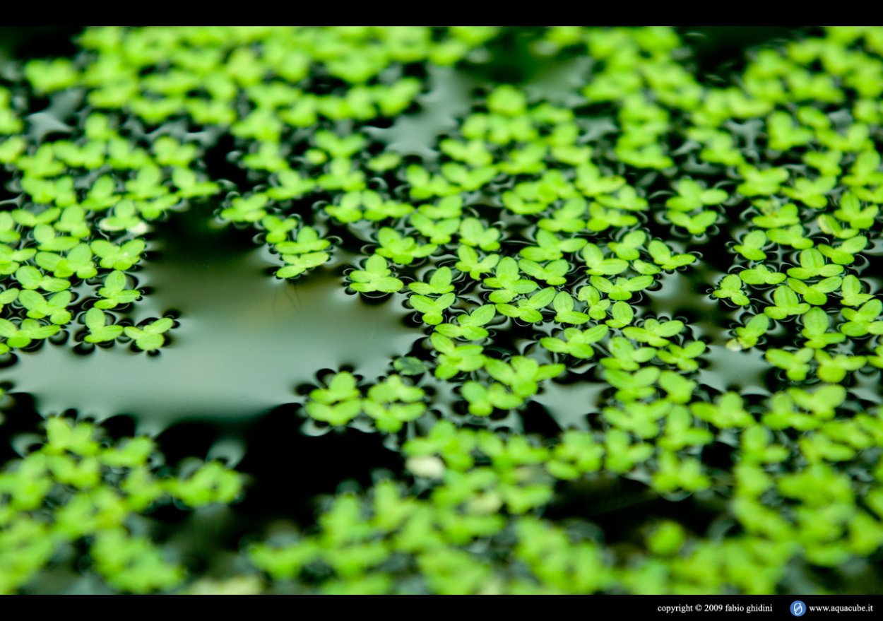 Ряска малая Lemna Minor