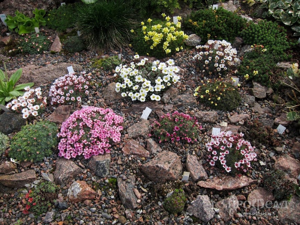 Камнеломка Порфирион