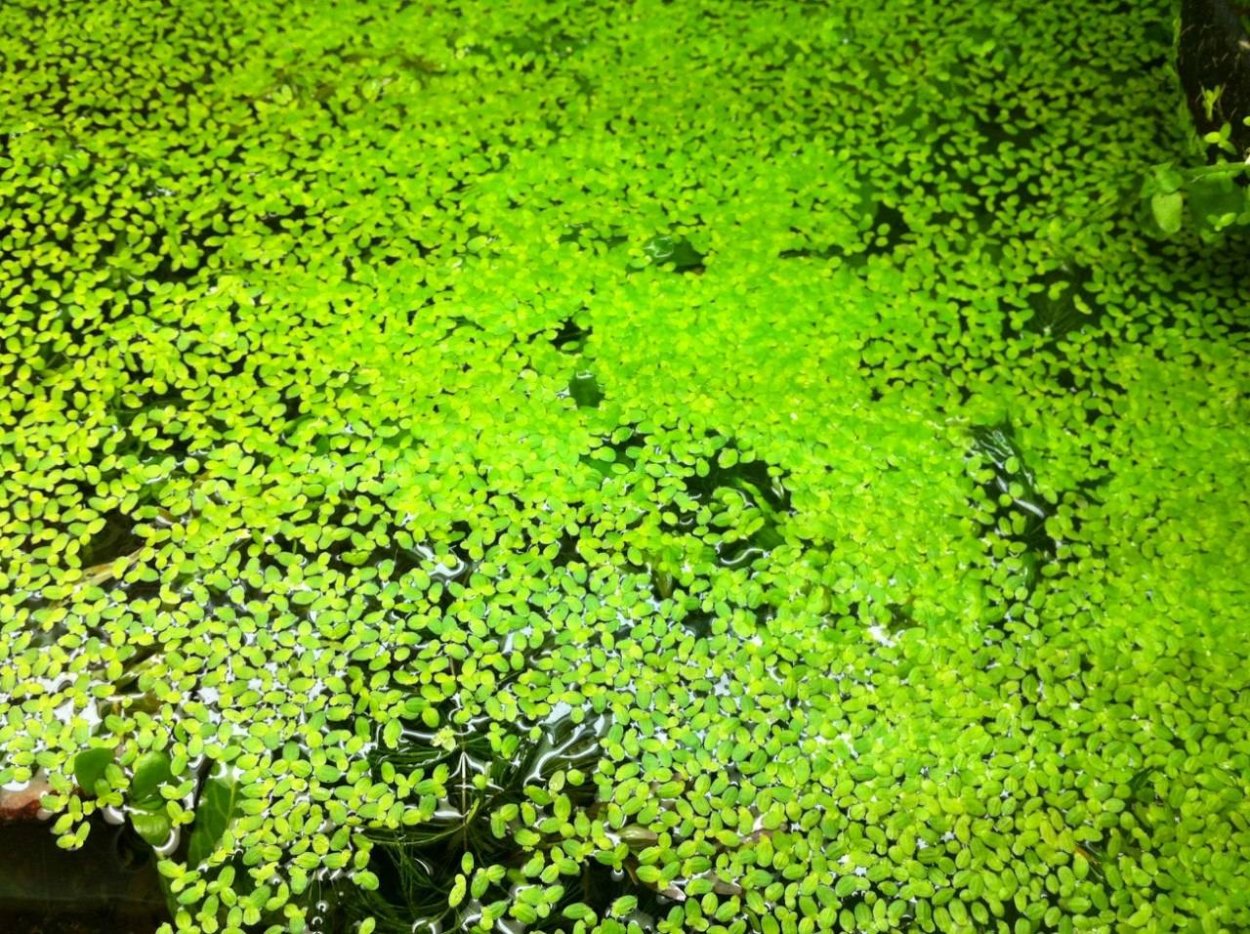 Сухая Ряска