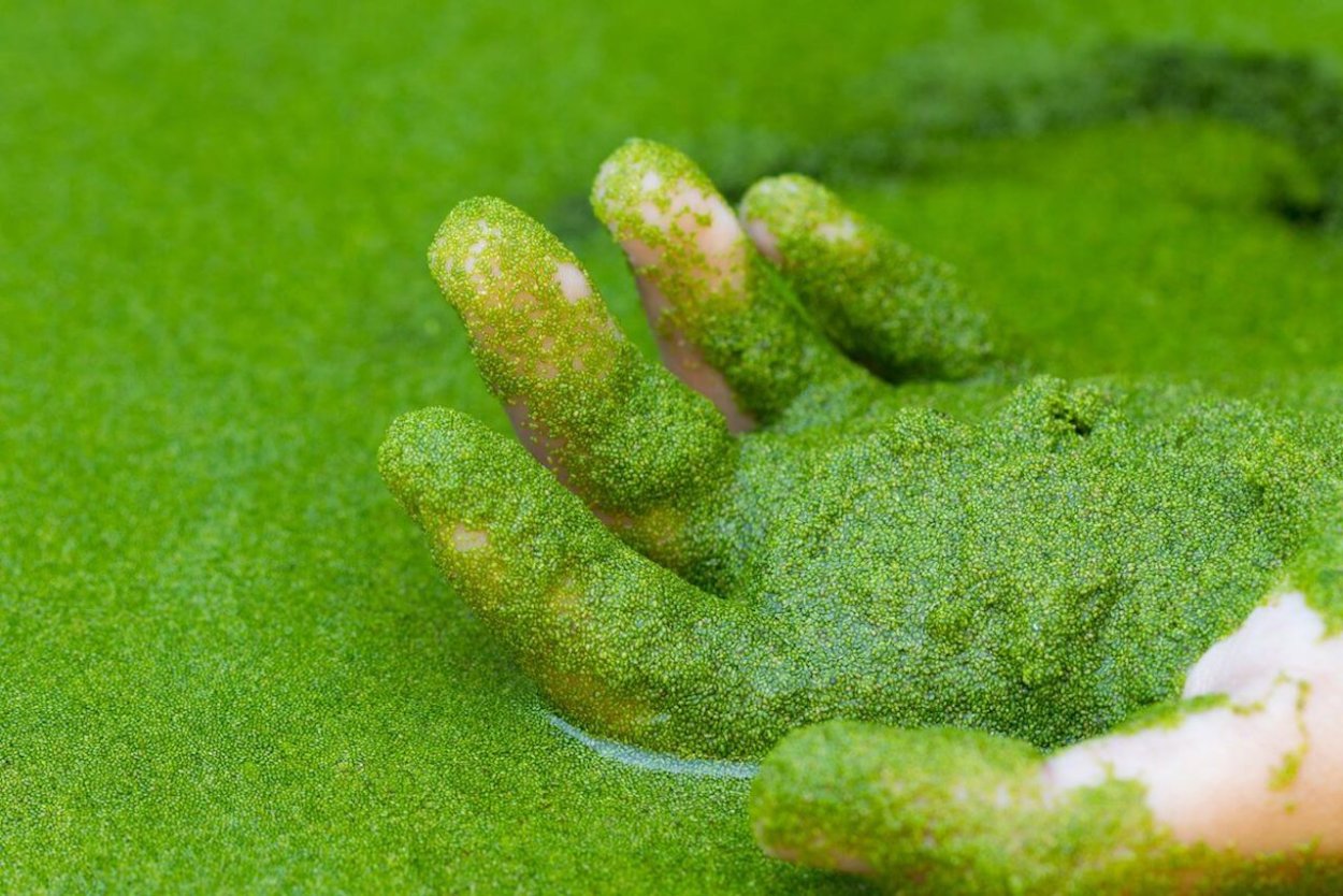 Ряска горбатая