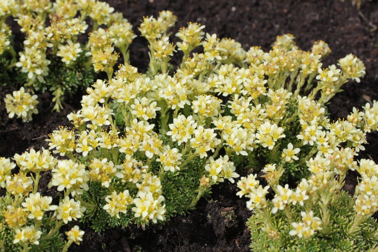 Камнеломка пурпурная мантия