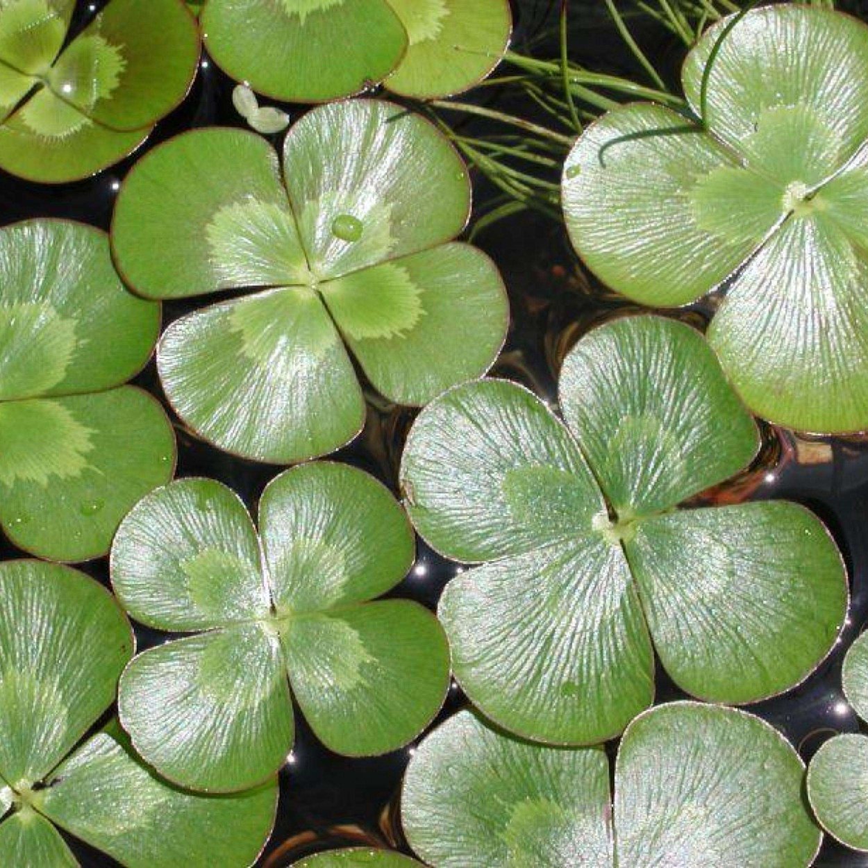 Мелкая трава