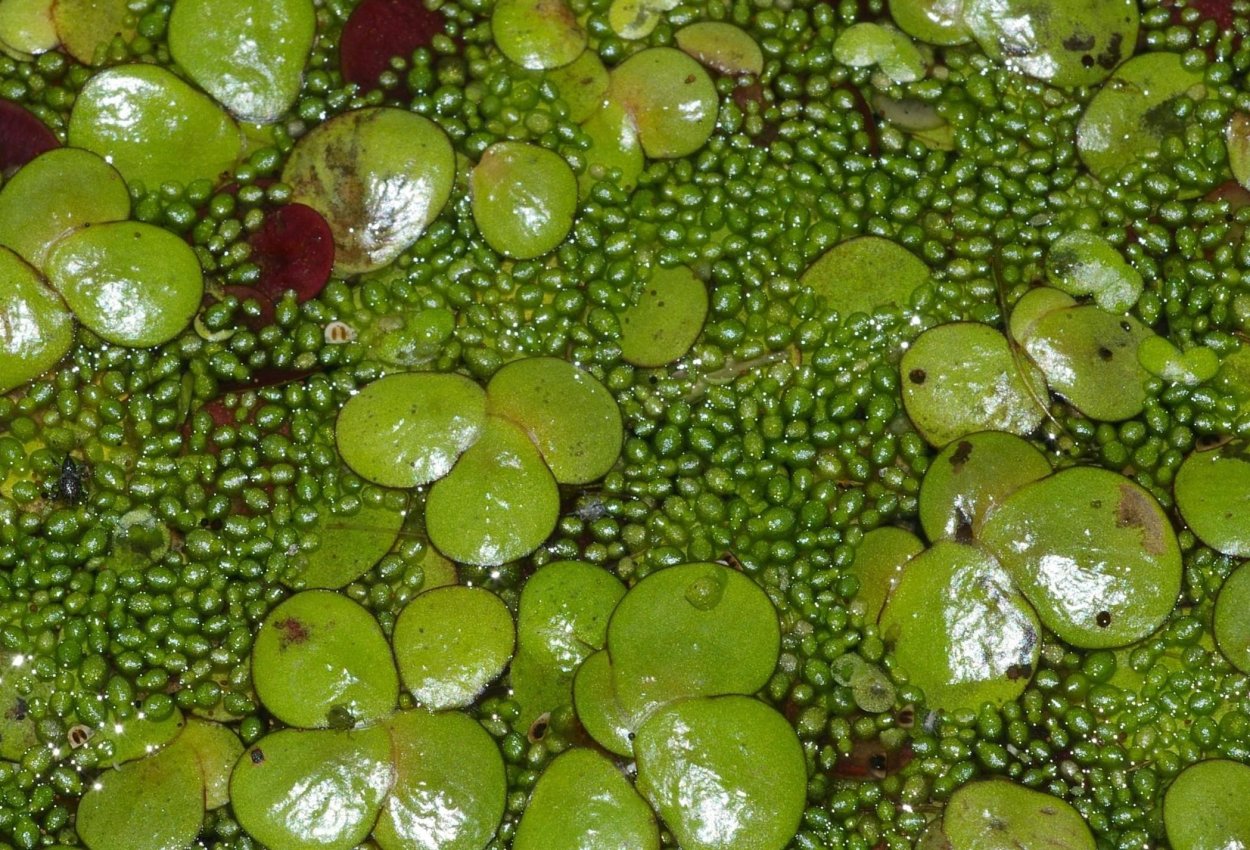 Ряска цветет