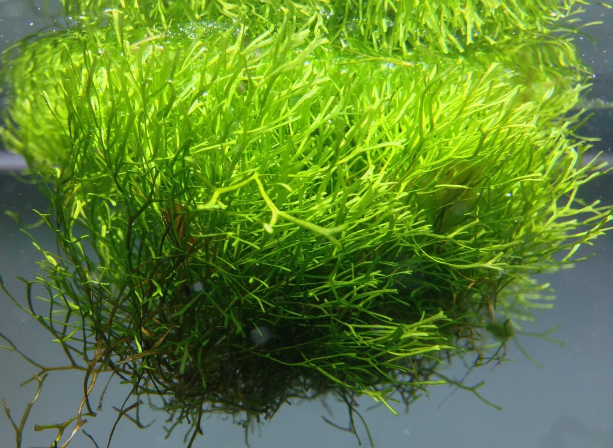 Болото с ряской