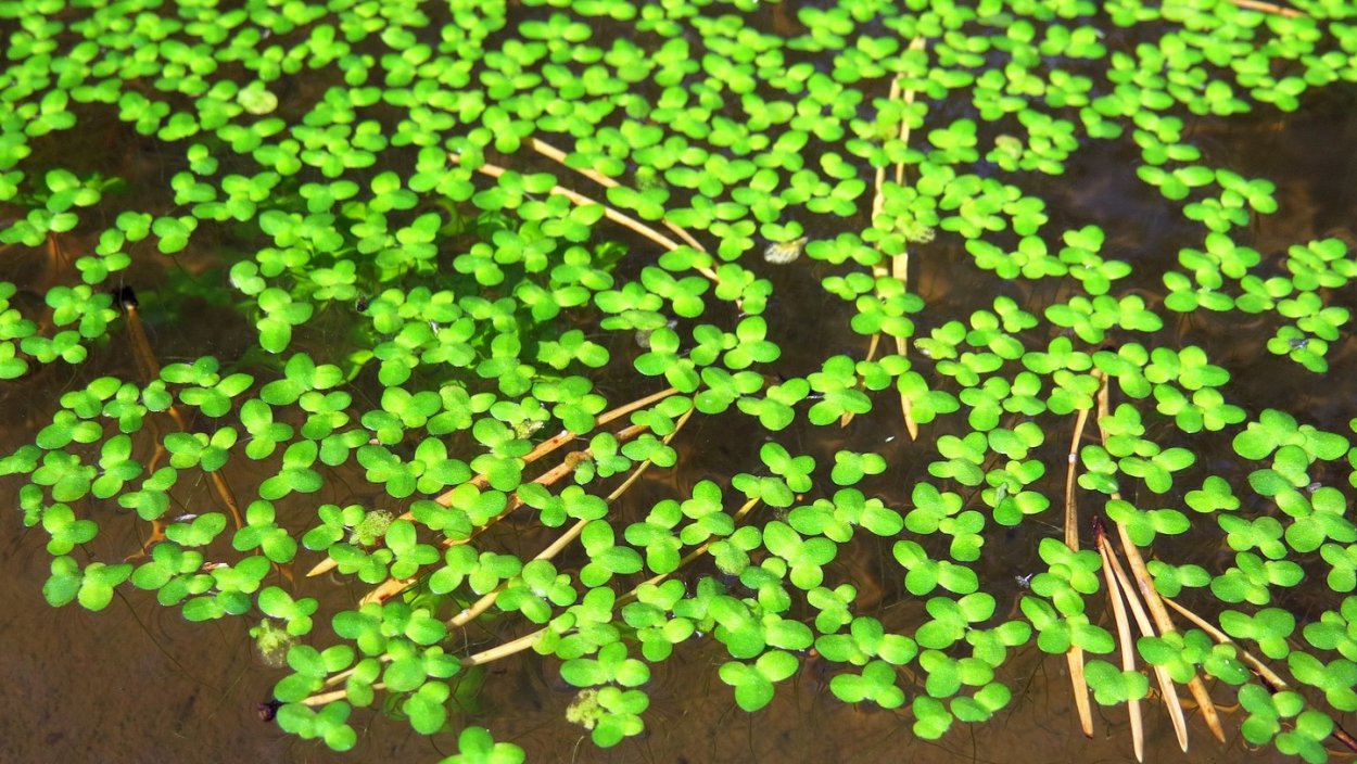 Светящиеся водоросли плавающие на поверхности воды