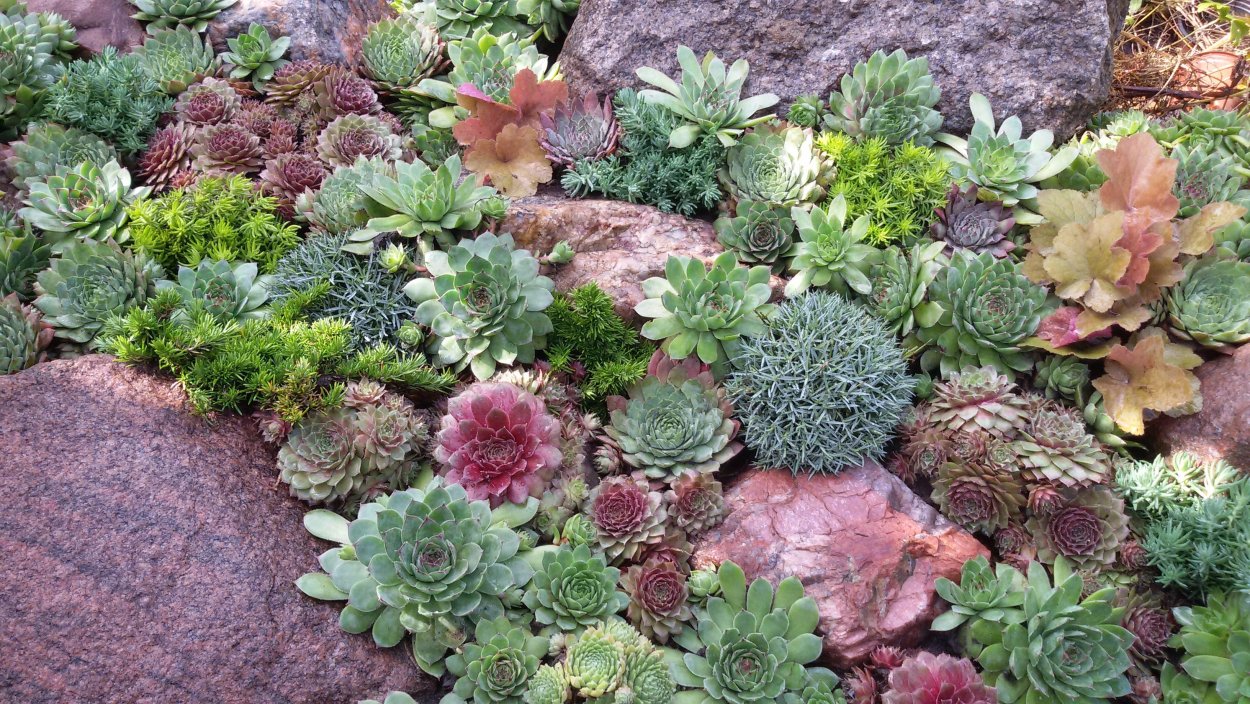 Камнеломка каменная роза