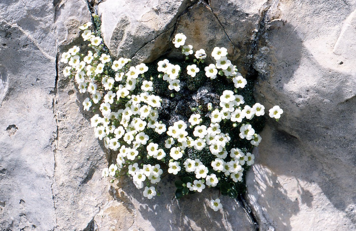 Камнеломка пурпурная мантия