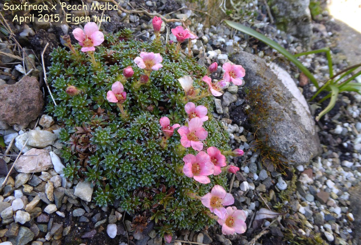 Камнеломка Аспера