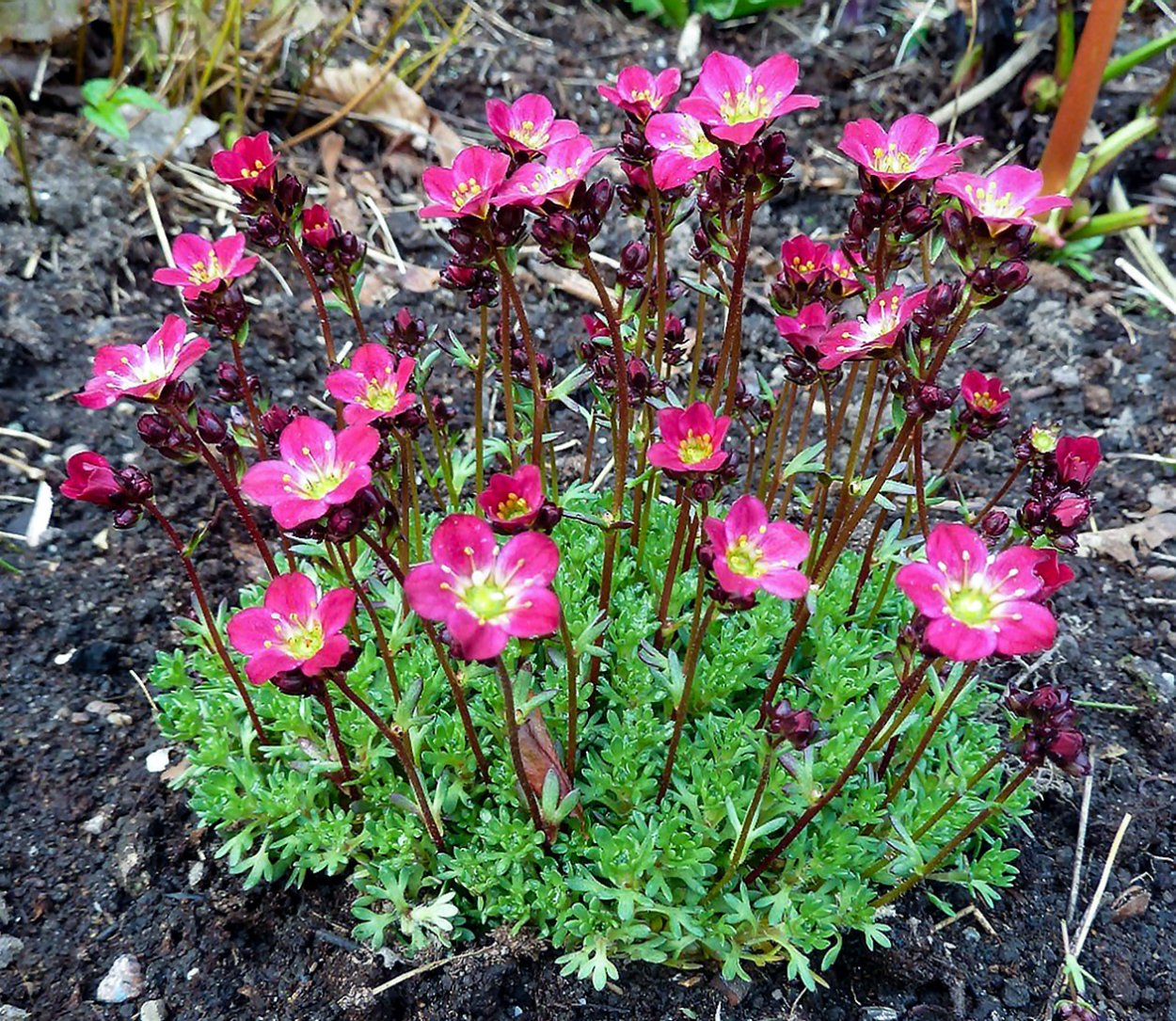 Камнеломка семпервивум