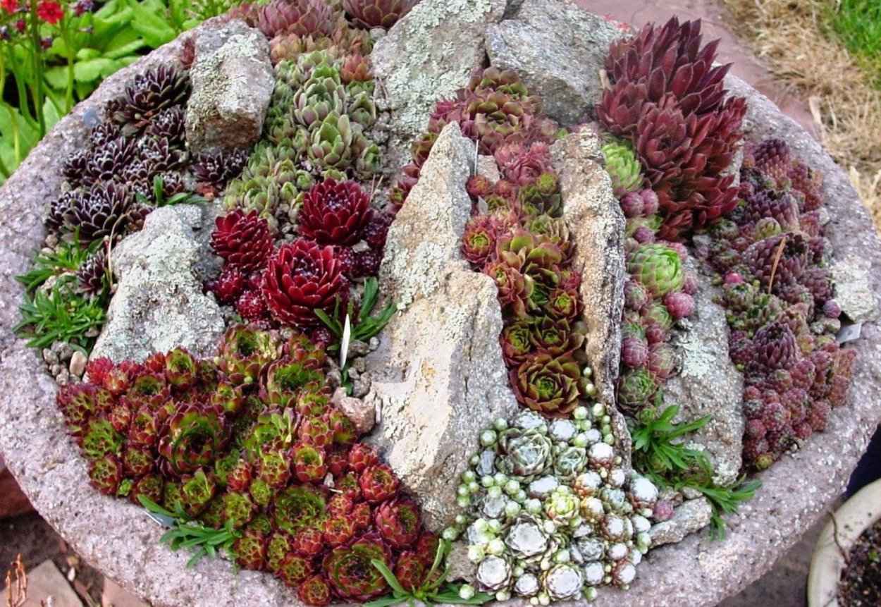 Очиток Sedum Atlantis