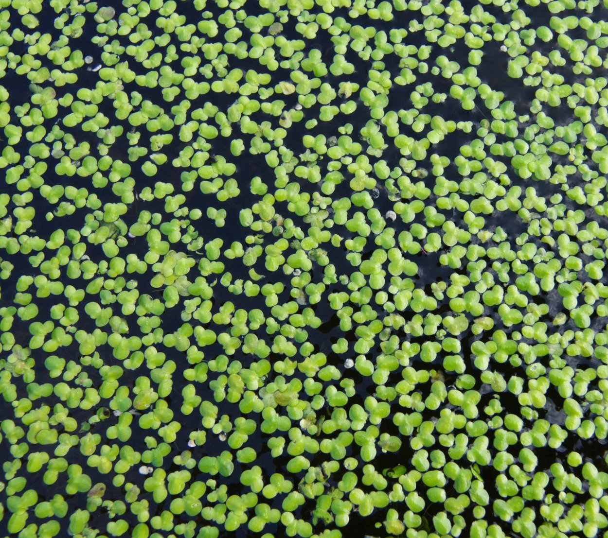 Ряска Болотная