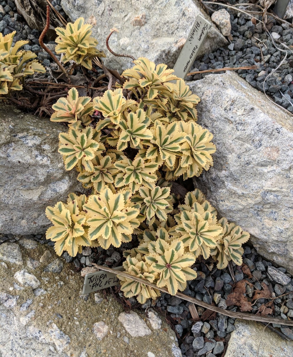 Белые камнеломки цветущие до осенних холодов