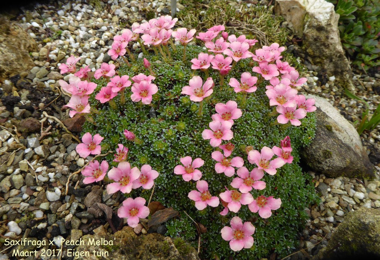Saxifraga ‘Peach Melba'