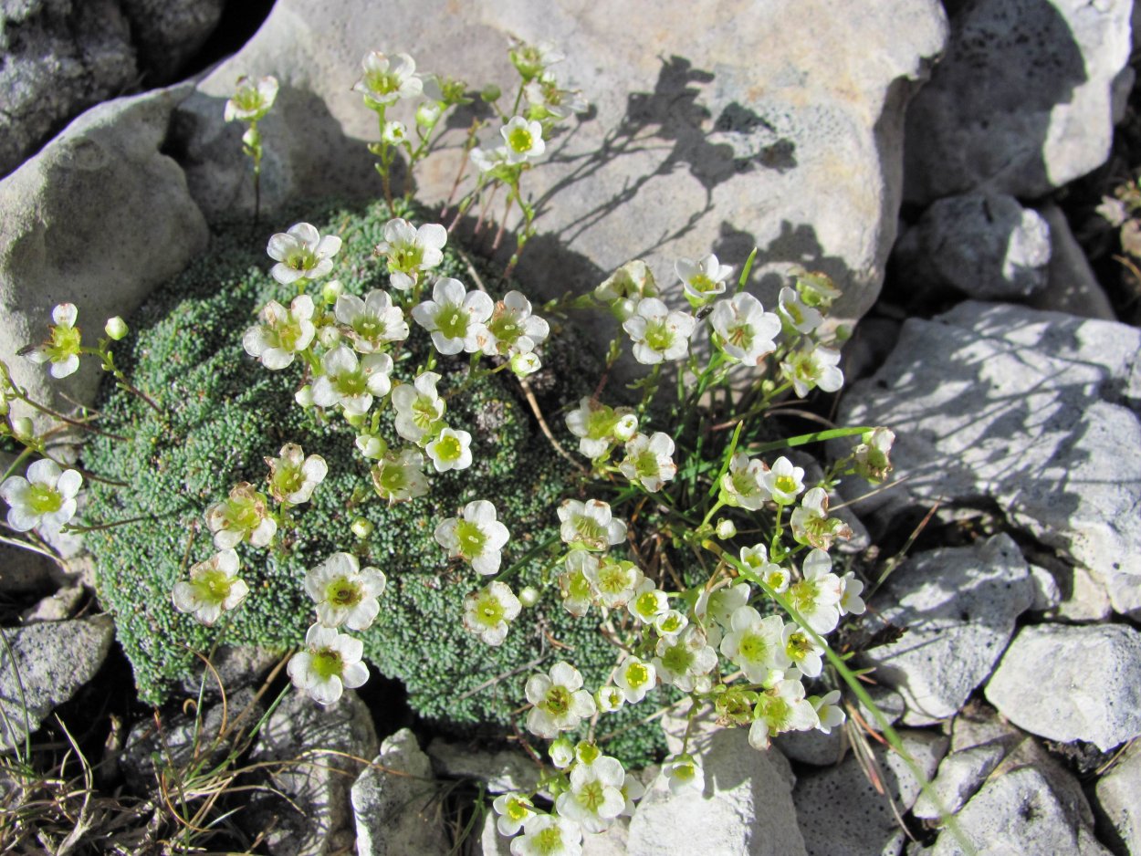 Камнеломка отзывы. Камнеломка Тенистая Вариегата. Камнеломка Хоста - Saxifraga hostii. Камнеломка Альпина.