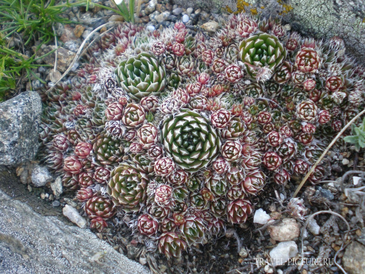 Мох камнеломка