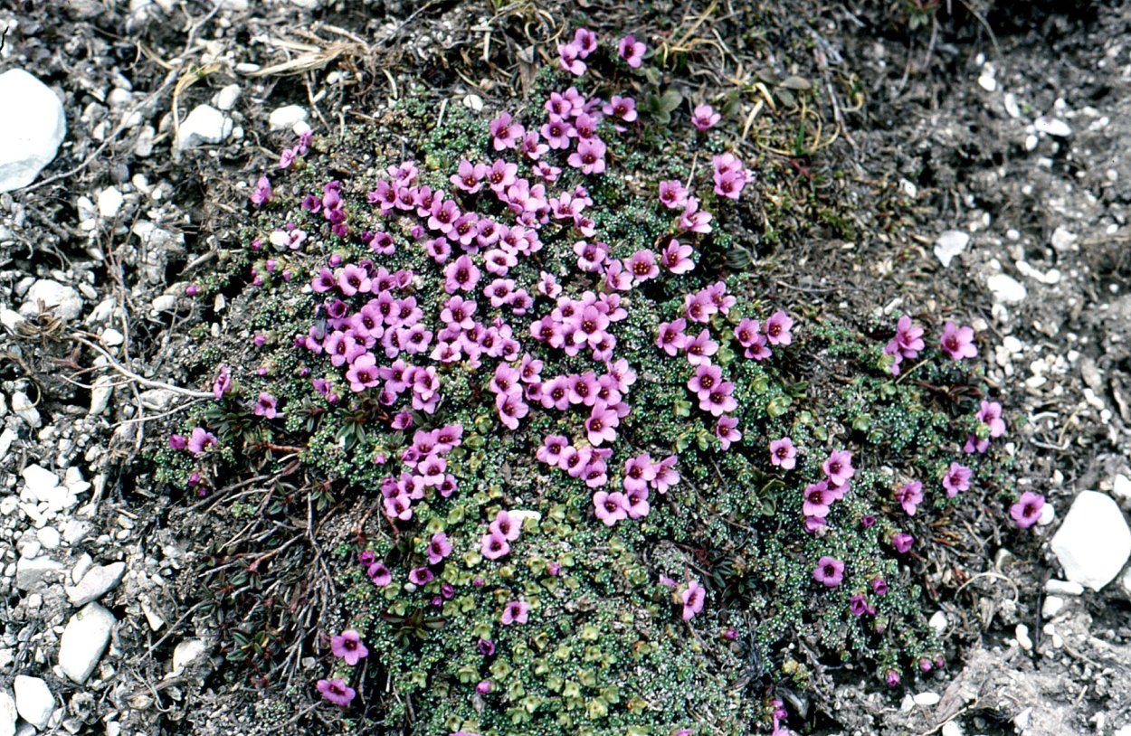 Камнеломка моховидная