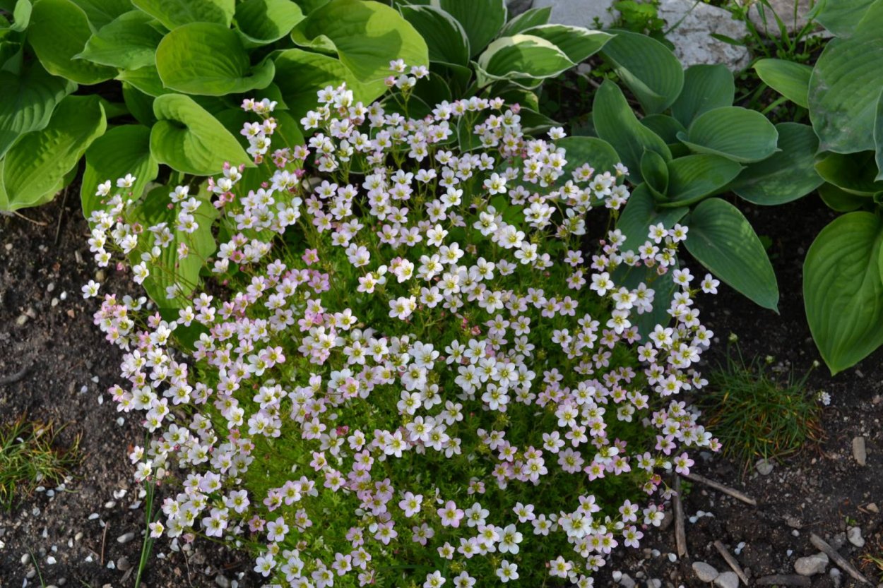 Saxifraga caesia
