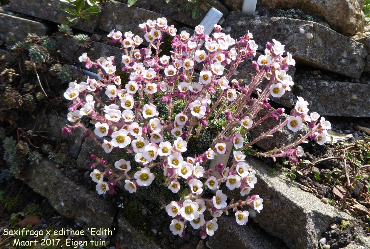 Каменный цветок камнеломка