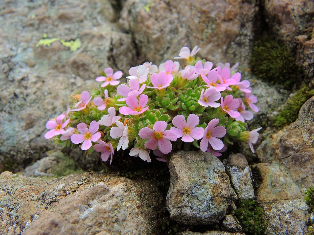 Камнеломка Арендса