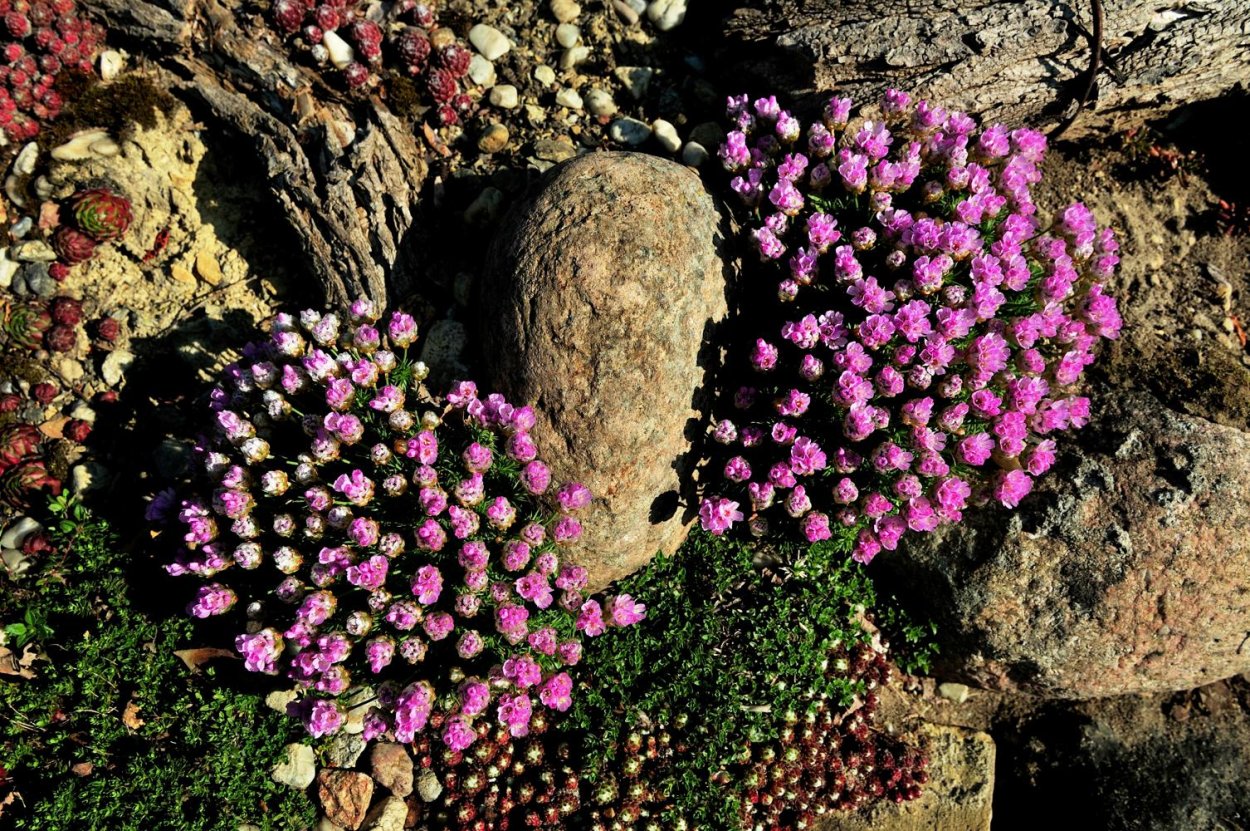 Камнеломка Вариегата