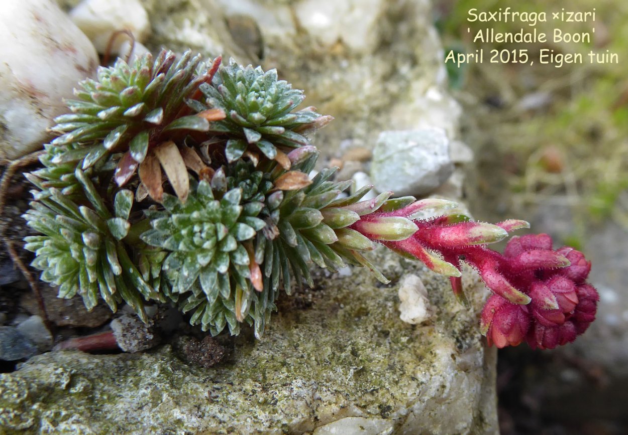 Камнеломка апикулата