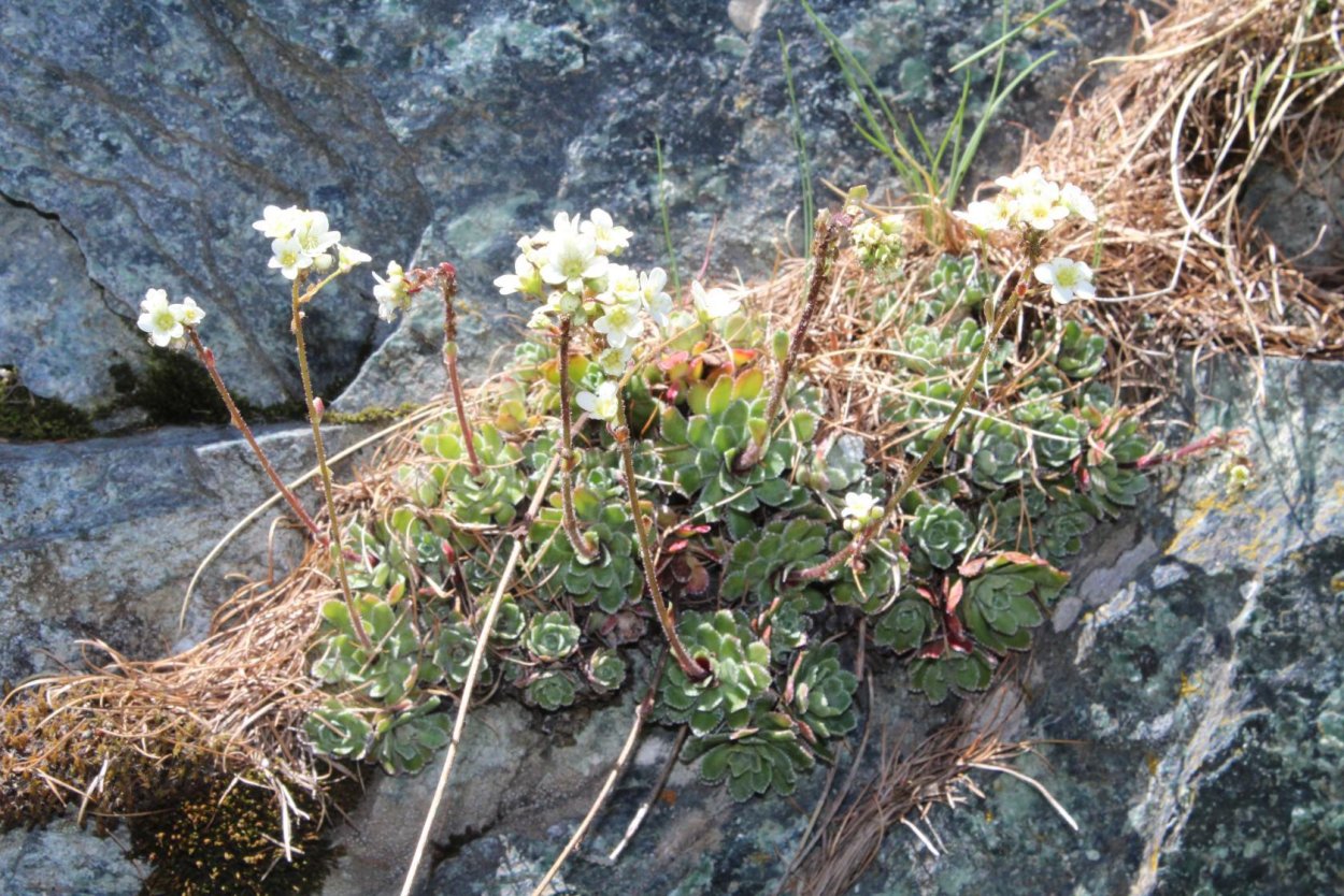 Камнеломка туполистная