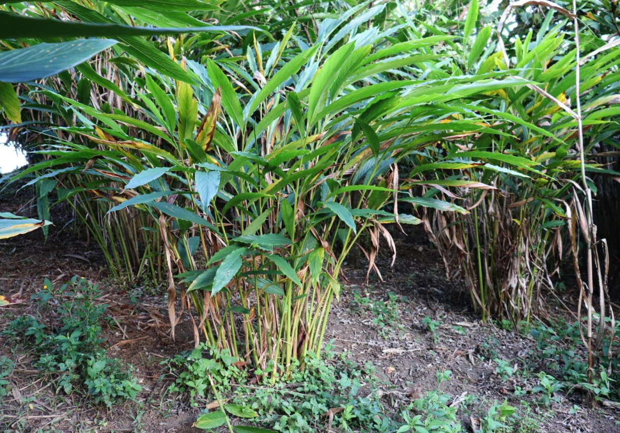 Arabica Coffee Green Beans