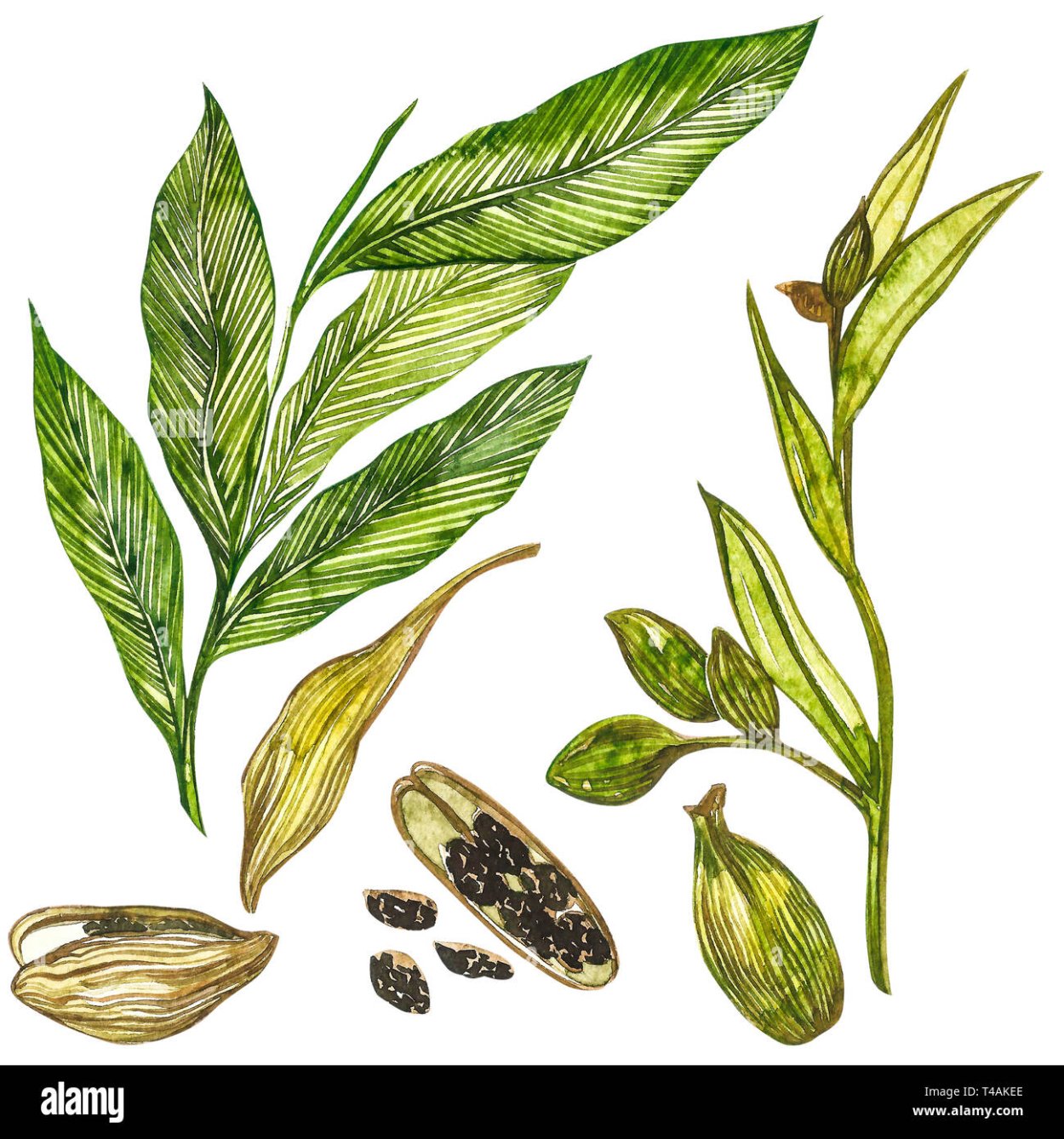 Кофе с кардамоном