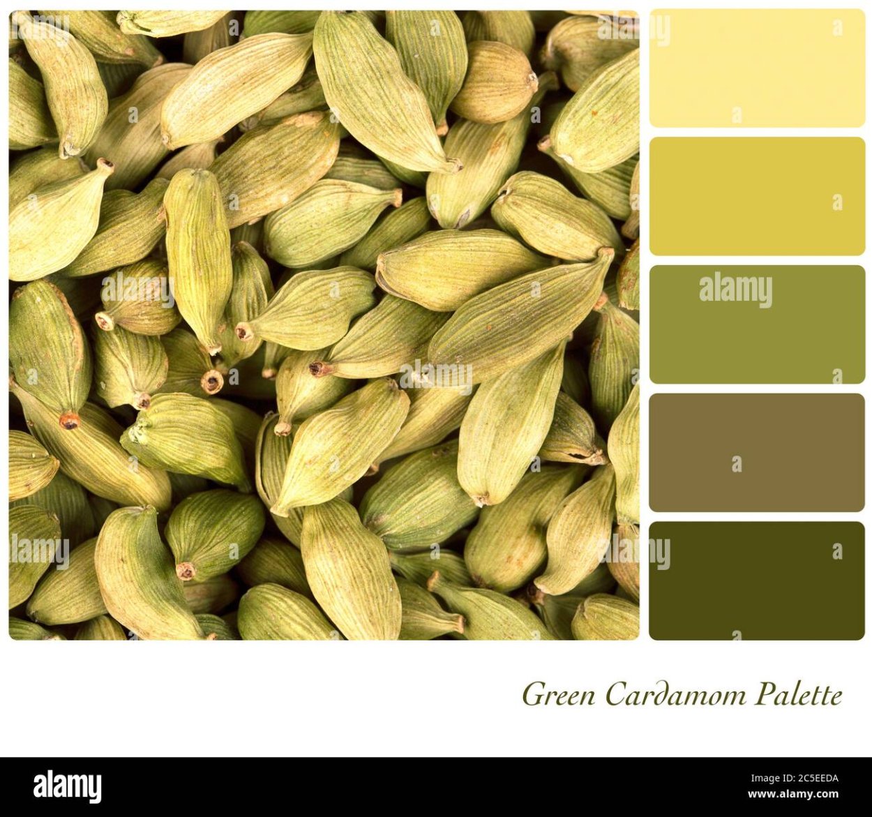 Специя кардамон рисунок