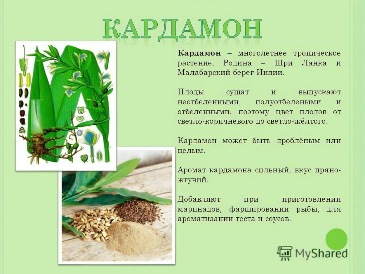 Бадьян и гвоздика