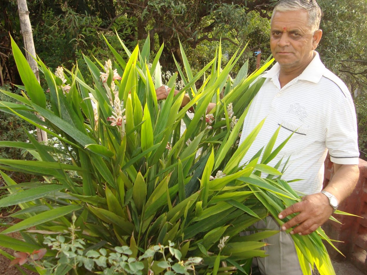 Кардамон кустарник