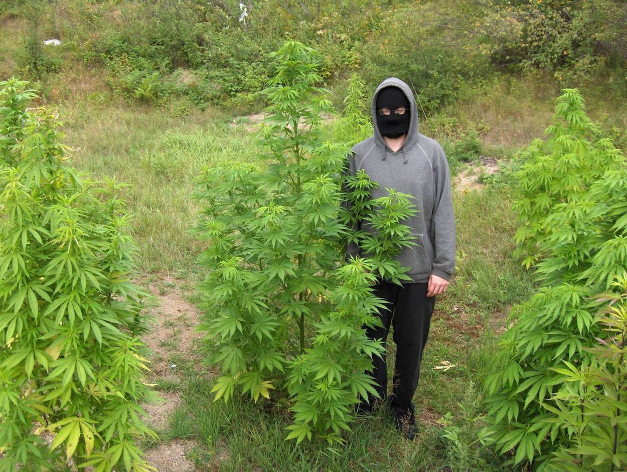 Люди собирают лекарственные травы