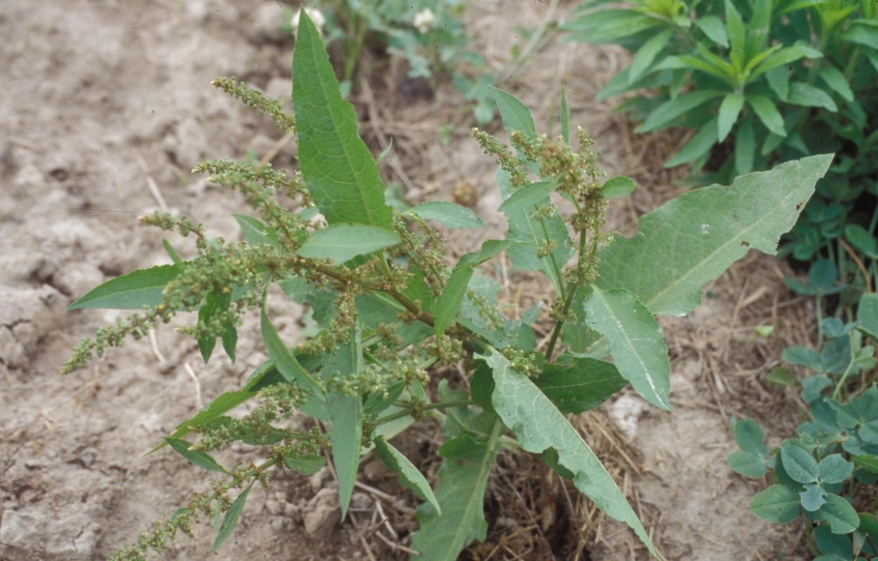 Гармала ВЕДЬМИНА трава