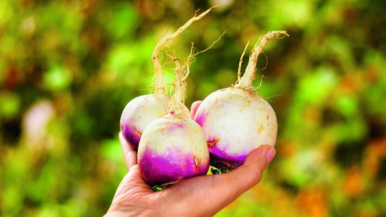 Турнепс семейство