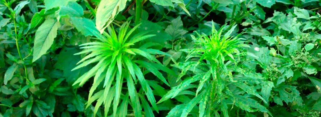 Молокан (латук дикий)