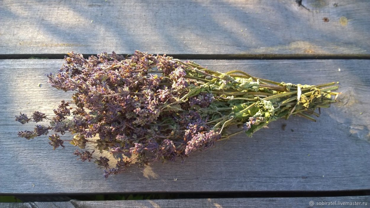 Одуванчик в огороде