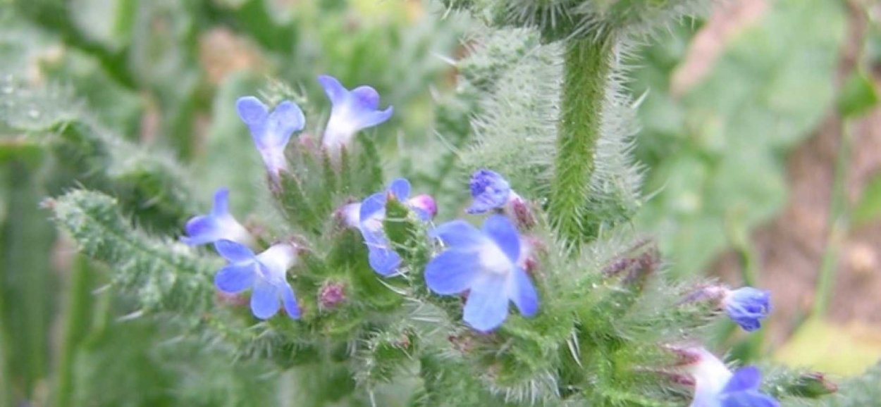 Сорняки на грядке