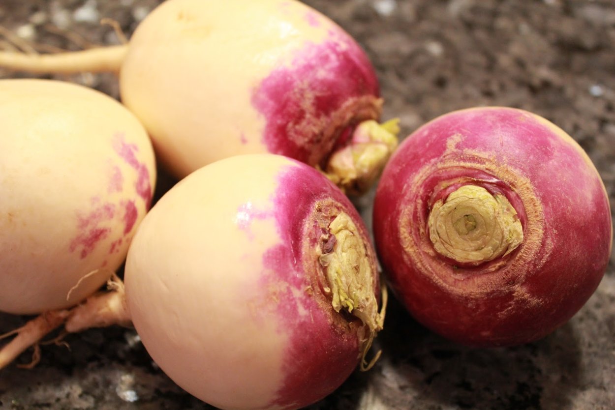 Шалгам турецкий