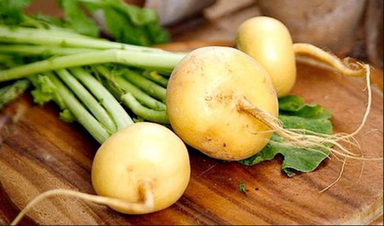 Турнепс Остерзундомский