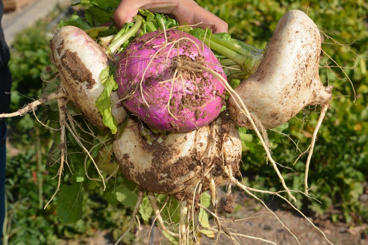 Шалгам купить