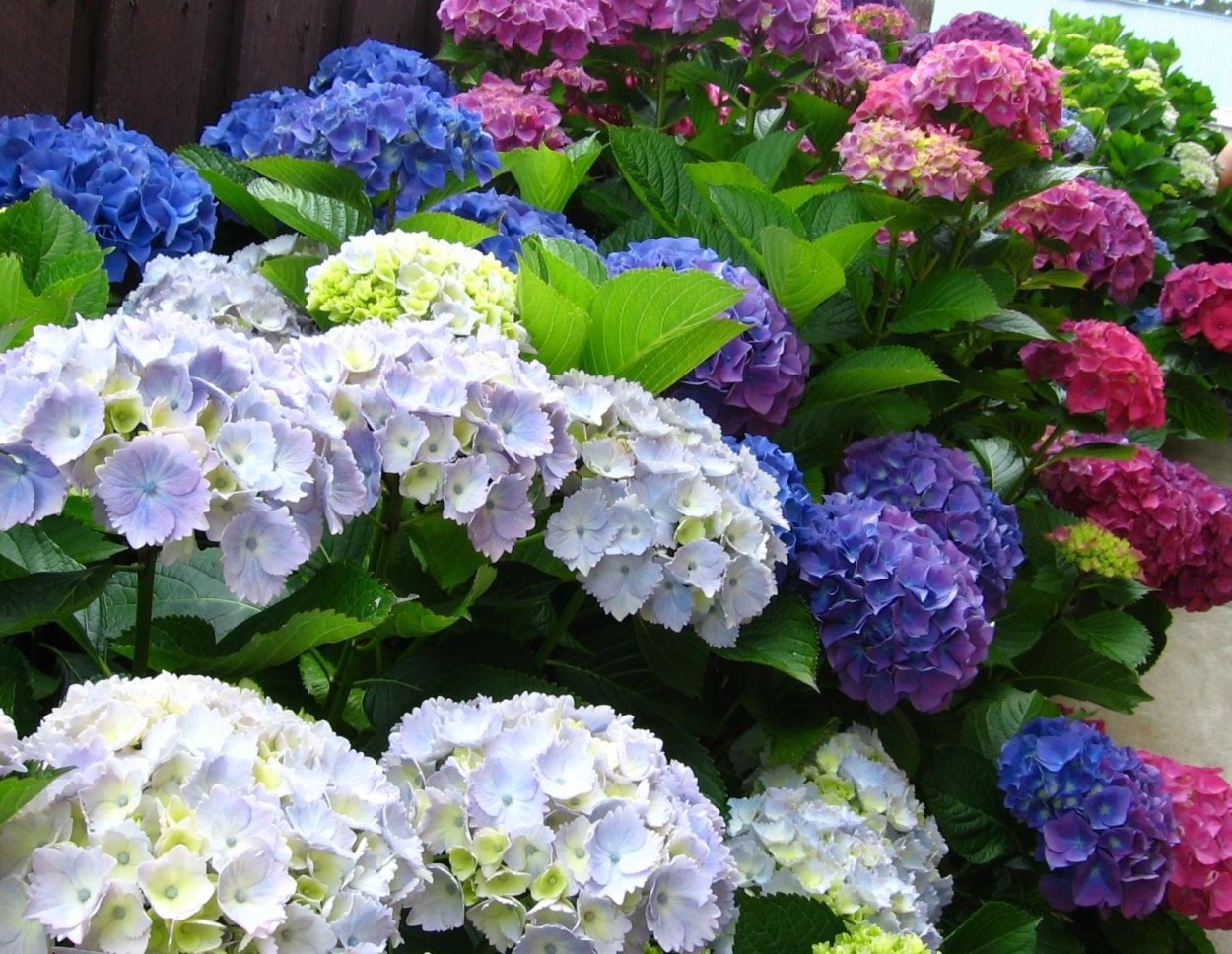 Гортензия гидрангея