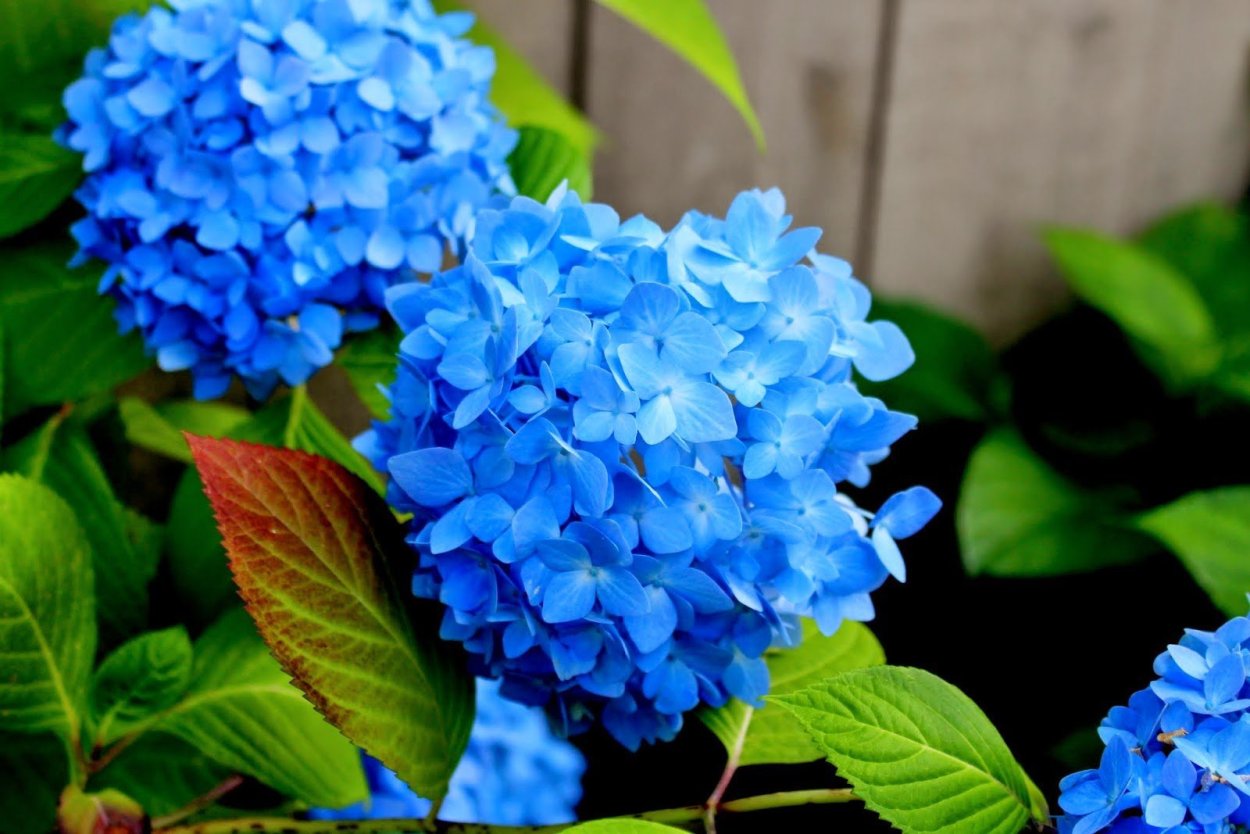 Гортензия древовидная Блю Вейв