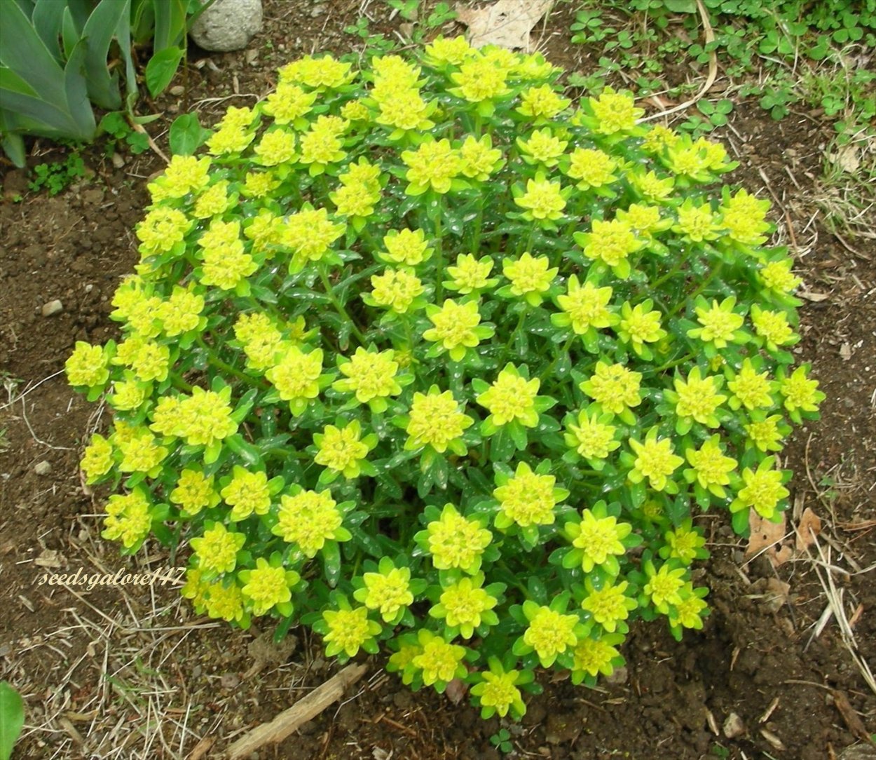 Молочай полихрома