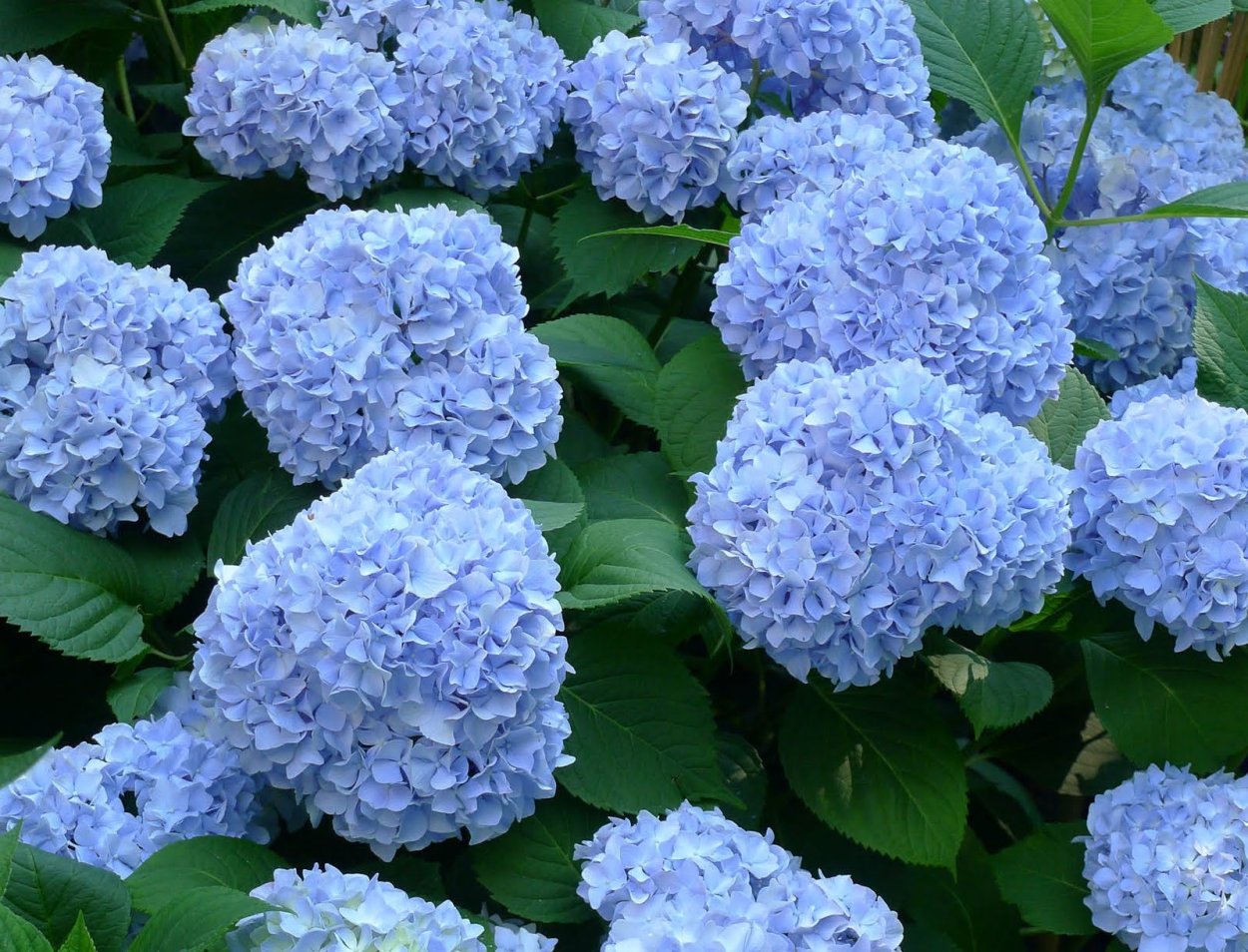 Гортензия Садовая метельчатая