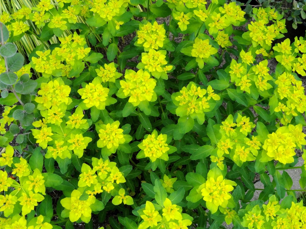 Молочай многоцветковый солнышко