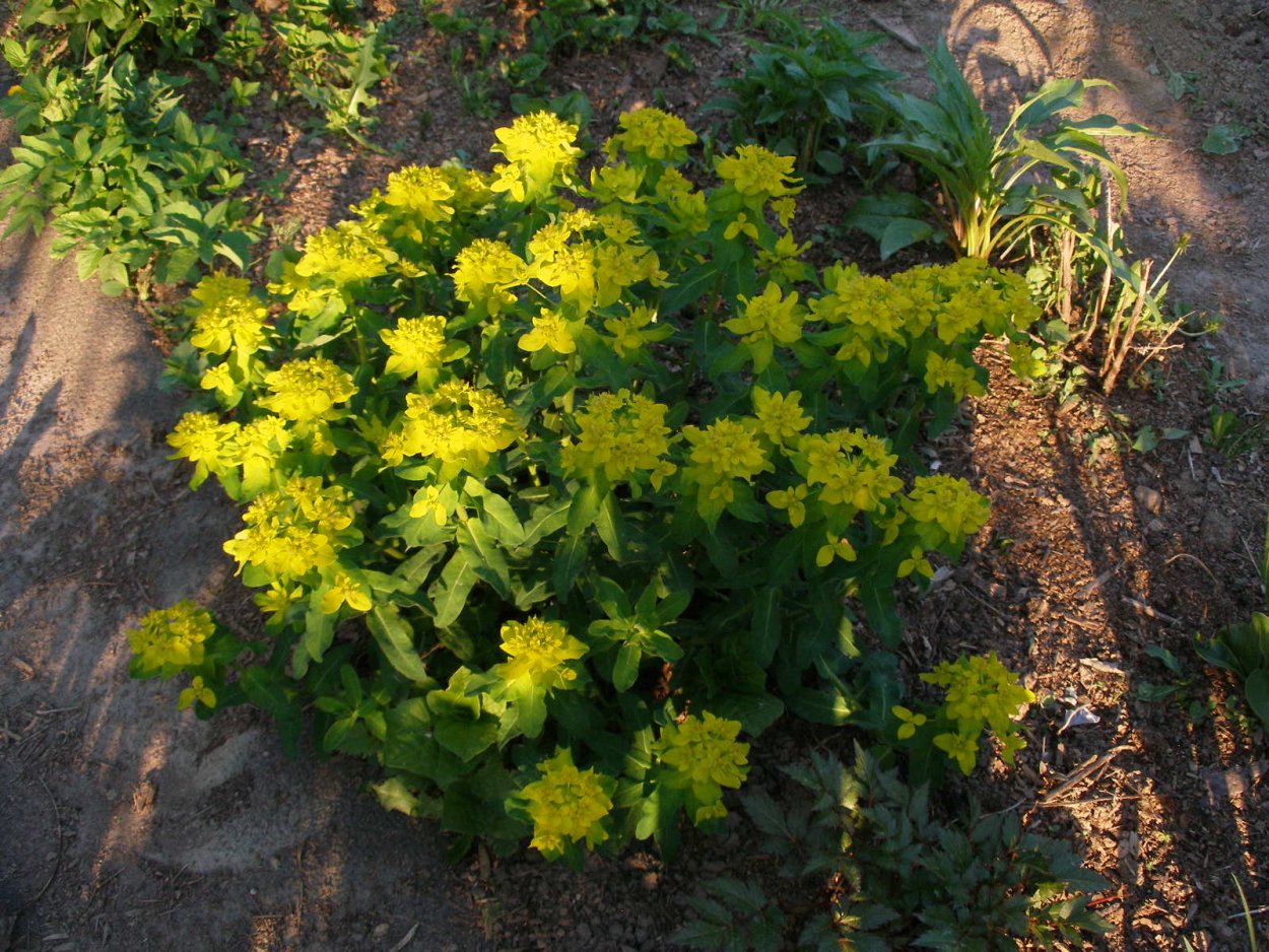 Молочай садовый многоцветковый